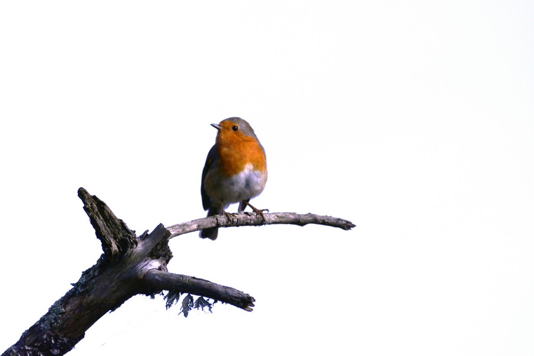 Rouge Gorge